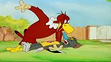猫和老鼠：汤姆扮成母鸟，从大鸟身上骗走杰瑞，却被杰瑞算计