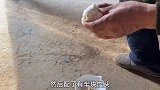 刚到家的幼犬应该如何喂养？详细方法分享给大家，希望能够帮到你