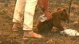 悉尼大学专家：8000只考拉丧生山火 已有近5亿动物死于澳洲