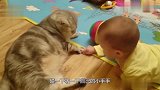猫咪不让小主人碰，网友：拒绝的方式也太宠爱了