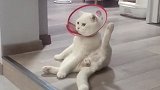 猫：奇了怪了，我咋有五条腿呢！