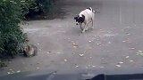 狗狗偷袭猫咪反遭爆打