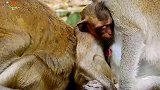 猴妈真好，小丑猴蹭奶喝