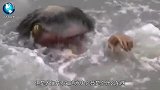 河边出现奇怪生物，村民：这不是水鬼，又会是什么生物？