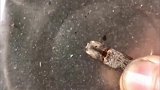 这是什么动物，铁盆都敲烂了