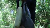 农村小哥：今天拿来一只土鸡，河边铁锅炖熟，这生活够惬意