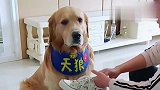 懂事的金毛，主人的鞋开胶了准备扔，金毛直接拿来胶水