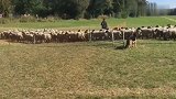 牧羊犬真是主人的好帮手，分工合作一人一边看着羊群进羊圈