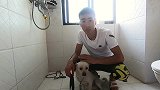 今天第一次给奔奔洗澡主人反应洗澡还行但是吹风不行