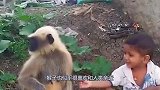 猴子照顾1岁宝宝，突然一个“泰山压顶”，吓得众人脸色发白