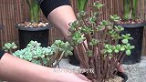 这两个季节养多肉，一定要做到这1件事，以免它徒长，难上色