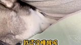 二哈越来越懒了，不拆家也不出去玩，有空调吹都不愿意起床了