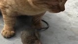 现在的猫，都失去了猎捕功能，老鼠就在跟前当成玩具不会捕！