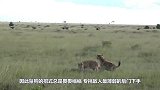 鬣狗偷袭猎豹宝宝，谁知惨遭猎豹疯狂撕咬，画面太残暴了