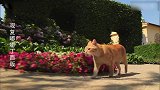 猫咪：这是我的后花园，你羡慕吗？