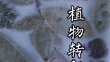 植物转印染简单安全