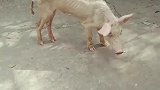 见过细狗，这还是第一次见细猪