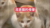 流浪猫的母爱让人感动的泪流满面