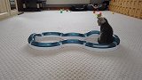 小猫玩滚轮，都转晕了