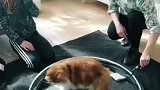 猫：这是什么魔法