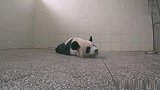 熊猫明明是个国宝，偏偏给睡出了猪的姿态