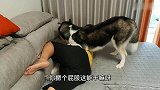 二哈追求小母狗,不料却被主人一脚踢飞,气得二哈狂揍揍主人