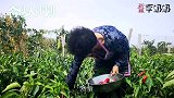 新疆李奶奶自家菜园采辣椒，颜色鲜红纯天然，自制辣酱又香又辣！