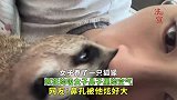 女子养了一只狐獴，疯狂的吸女子鼻子里的空气
