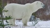 北极熊是陆地上最凶猛的食肉动物吗大数据分析告诉你答案