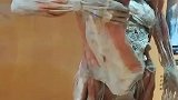 北京自然博物馆人体，给医学界带来不可磨灭的贡献