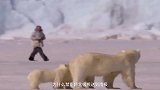 为什么禁止将北极熊送到南极