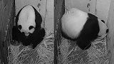 22岁旅美大熊猫美香诞下新生命！美国熊猫迷挤爆直播服务器