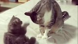 小猫咪挑衅大猫，被一爪拍翻！喵：小屁孩，别闹！