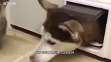 哈士奇强钻猫洞，猫咪照着狗头一顿“胖揍”，下一幕憋住别笑