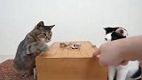 狸花猫：我这一爪子下去，可就不是一张牌的事情了噢！