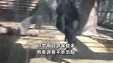 大猩猩疑被游客“挑衅”怒撞玻璃，动物园：有些游客没素质，劝导还会被怼