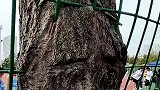 大树生命力顽强，被围栏穿过还可以活着
