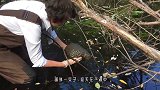 国外女子捡到怪异生物，放入水中发生意外，网友直呼太神奇