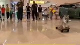 狗狗一周学会了滑板，要不让它来教我吧