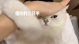 所以，到底是猫厉害还是老虎厉害