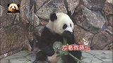貌美如花的熊猫天线宝宝乖乖坐在墙边卖萌，可爱得一塌糊涂