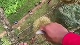 摘榴莲也有失败不信看这里