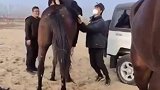 一秒就领悟了上马下马