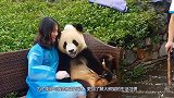 为啥这只熊猫惨遭“退货”，原因令人笑喷，网友：干得漂亮！