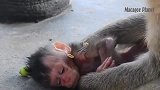 老母猴的这个孩子太可怜了，小猴子迟早会折腾死的