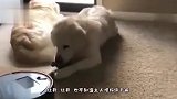 狗：铲屎的你缺不缺的，你这是把我当拉面了