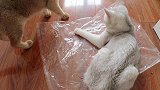 当我拆快递时，我的猫在做些什么