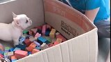 狗子：这么多玩具，你看上哪个我就送给你！