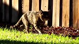 夕阳下的猫咪，这看起来也太美了吧，真是想养啊！