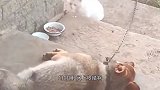 狗：我先给你来个漂移